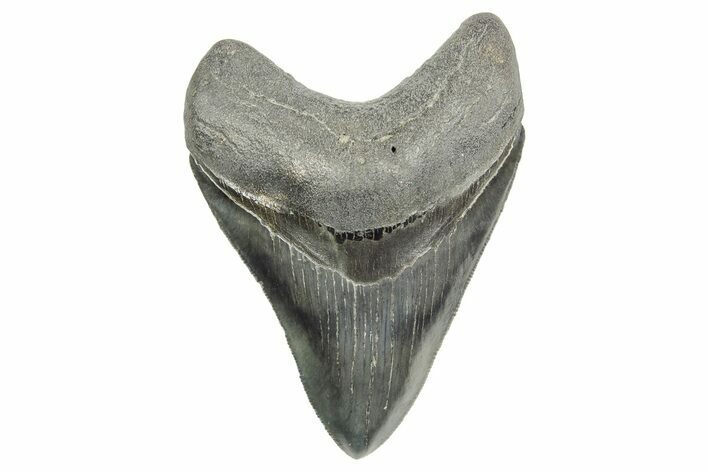 Serrated, Fossil Megalodon Tooth - South Carolina #365765